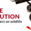 Noise Pollution and its effect on wildlife