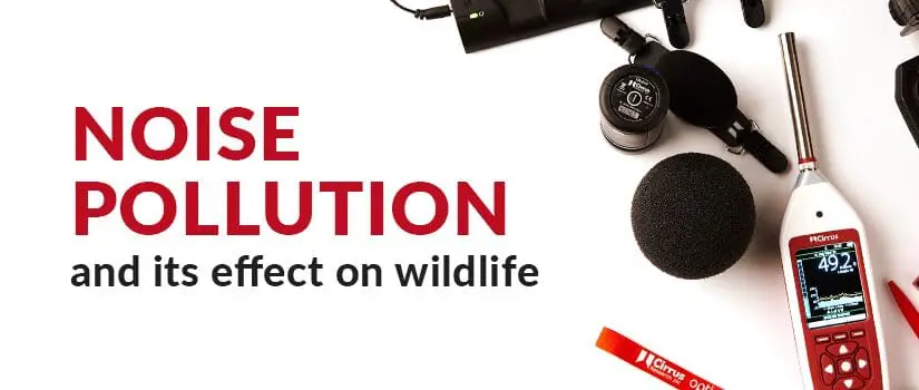 Noise pollution and its effect on wildlife