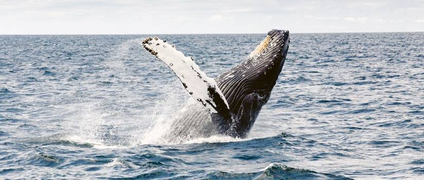 ¿Están nuestros mares empezando a enmudecer?